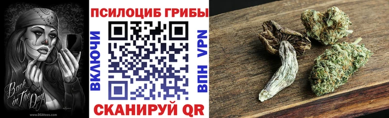 Купить  Находка  Галлюциногенные грибы Psilocybine cubensis 